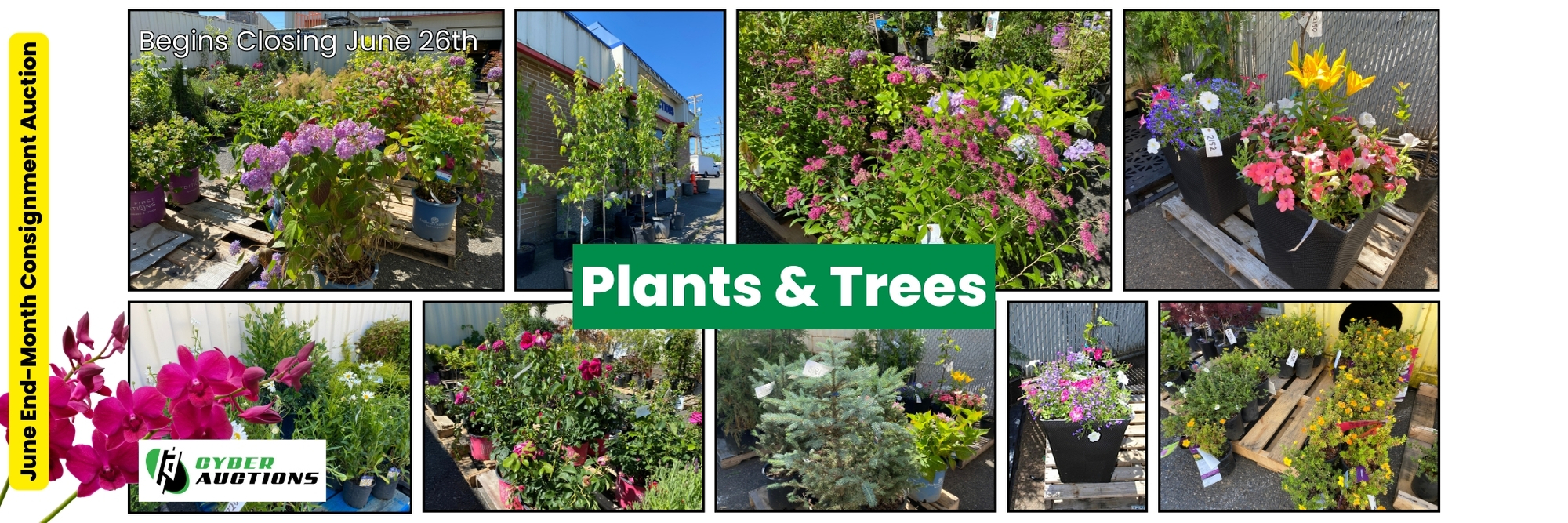 Plants & Trees (1)